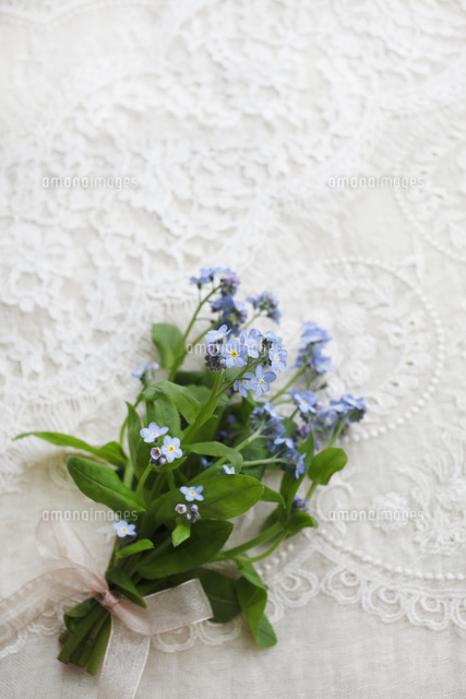 レースの上に置かれた小さなわすれな草の花束 の写真素材 イラスト素材 アマナイメージズ