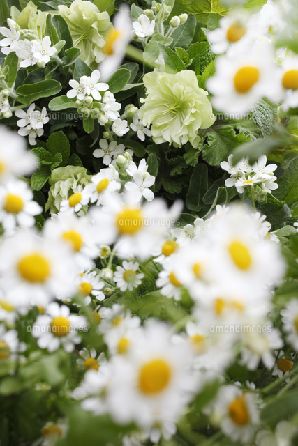 クリスマスローズとマトリカリアの花畑のイメージ の写真素材 イラスト素材 アマナイメージズ