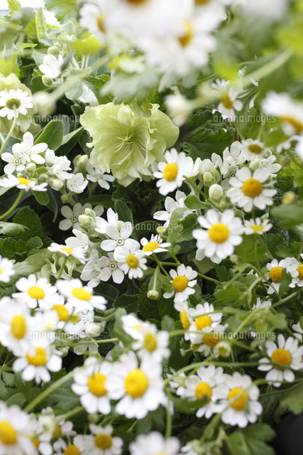 クリスマスローズとマトリカリアの花畑のイメージ の写真素材 イラスト素材 アマナイメージズ
