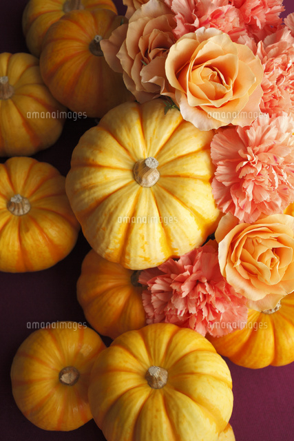 オレンジ色のカボチャとオレンジ色の花のアレンジメント の写真素材 イラスト素材 アマナイメージズ