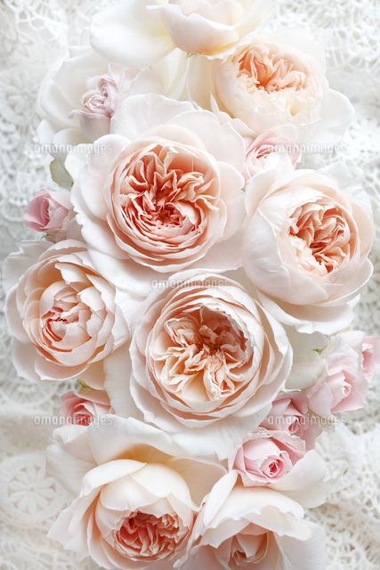 大輪のアプリコットピンクのバラ の写真素材 イラスト素材 アマナイメージズ