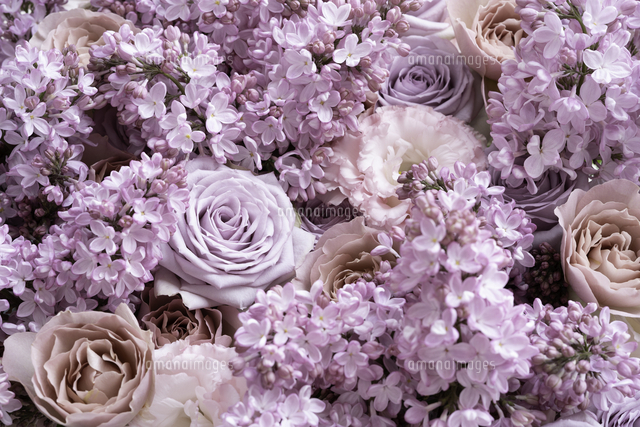 薄紫のバラとライラックのアレンジメント の写真素材 イラスト素材 アマナイメージズ