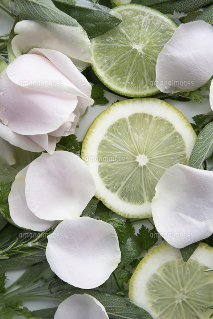 輪切りのレモンとバラとハーブ の写真素材 イラスト素材 アマナイメージズ