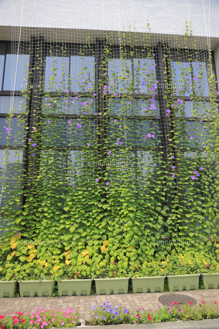 アサガオのグリーンカーテン の写真素材 イラスト素材 アマナイメージズ