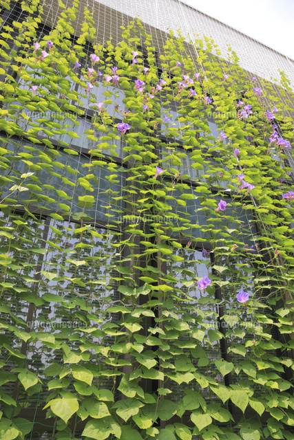 アサガオのグリーンカーテン の写真素材 イラスト素材 アマナイメージズ