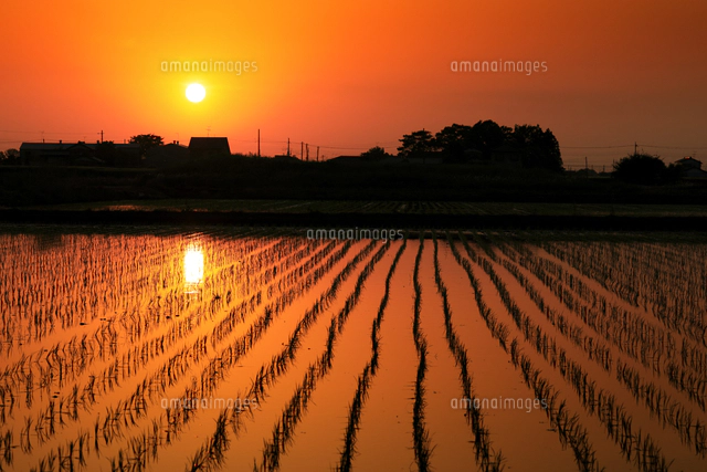 染絵 「夕焼け」　日下田 博　作 夕日と水田[10203002553]の写真・イラスト素材｜アマナイメージズ
