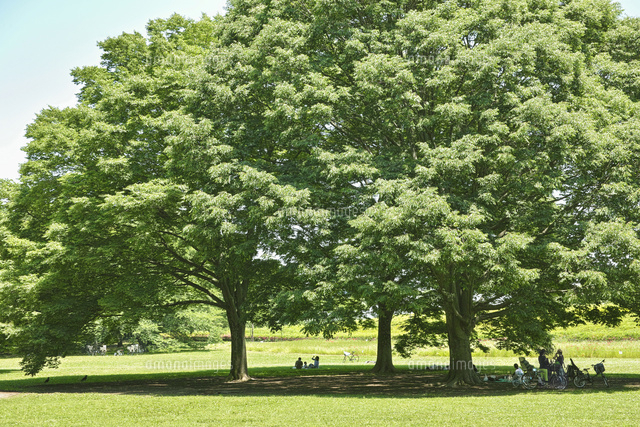 小金井公園のケヤキ の写真素材 イラスト素材 アマナイメージズ