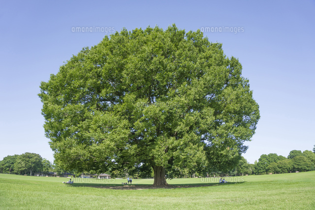昭和記念公園の大ケヤキ の写真素材 イラスト素材 アマナイメージズ