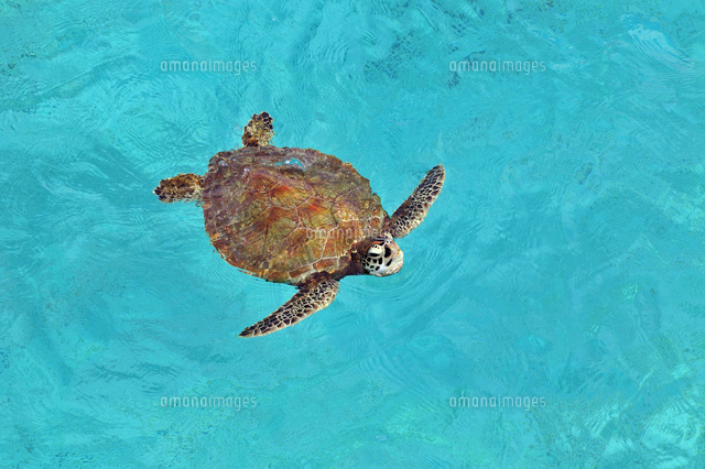 海面を泳ぐウミガメ[10209000620]の写真・イラスト素材｜アマナイメージズ