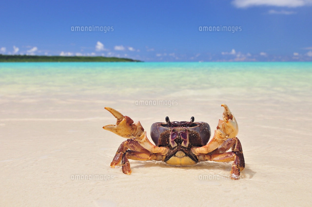砂浜にカニ[10209000685]の写真・イラスト素材｜アマナイメージズ