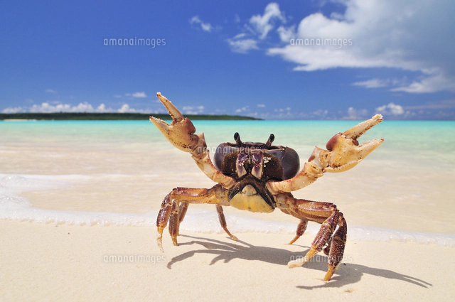 砂浜にカニ[10209000685]の写真・イラスト素材｜アマナイメージズ