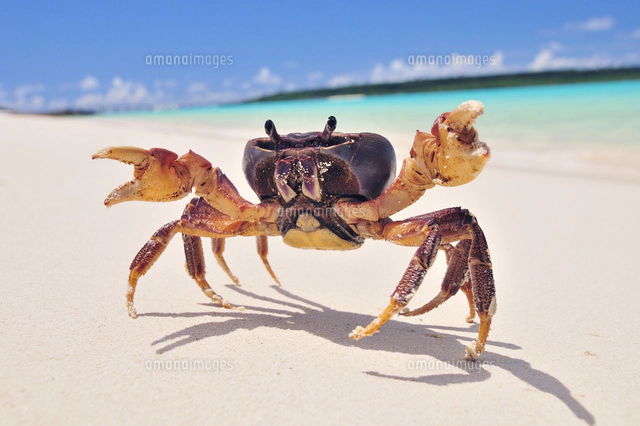 砂浜にカニ[10209000685]の写真・イラスト素材｜アマナイメージズ