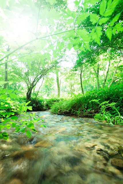 森を流れる小川 の写真素材 イラスト素材 アマナイメージズ