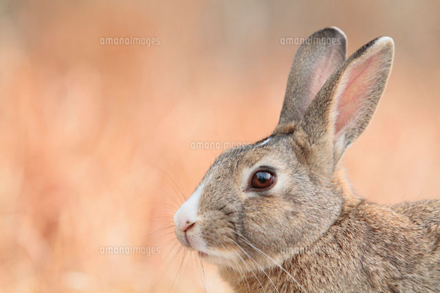 ウサギのポートレート の写真素材 イラスト素材 アマナイメージズ ウサギのポートレート の写真素材 イラスト素材 アマナイメージズ