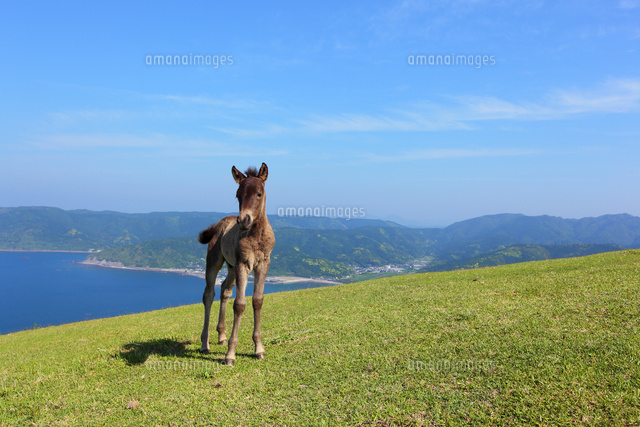 丘に立つ仔馬 の写真素材 イラスト素材 アマナイメージズ