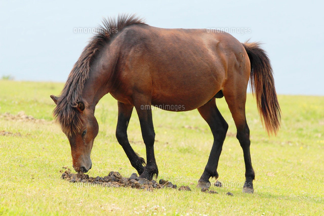 フレーメンをする牡馬 の写真素材 イラスト素材 アマナイメージズ