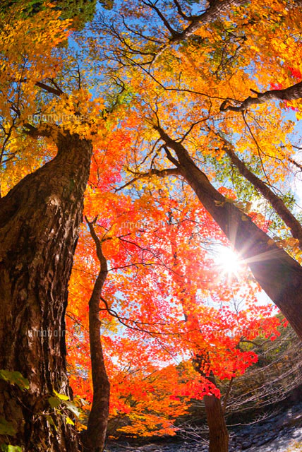 蔦川沿いの紅葉のもみじの木[10211000257]の写真・イラスト素材