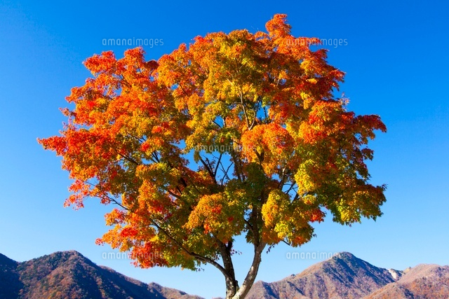 秋の日光 紅葉する一本のモミジの木と山並み[10211003259]の写真