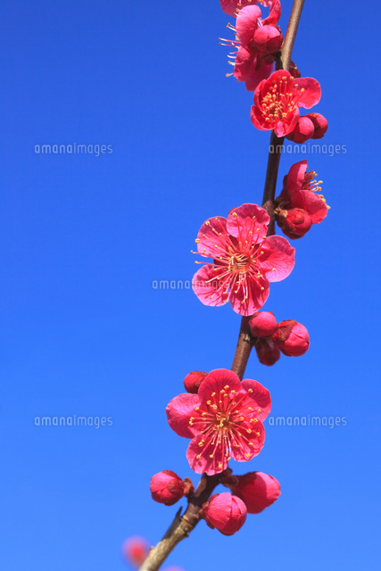 紅梅一枝と青空 ヒバイ（緋梅）[10211003783]の写真・イラスト素材