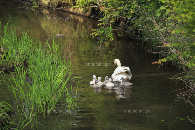 小川を泳ぐ白鳥の親1羽と雛6羽 の写真素材 イラスト素材 アマナイメージズ