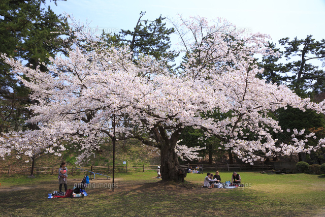 桜の木1本分 丘に立つ桜の木1本の写真素材 [10841020] - PIXTA
