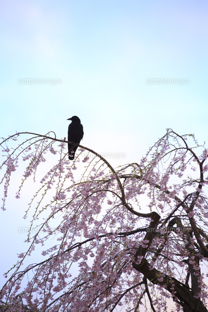 桜の枝に止まるカラス の写真素材 イラスト素材 アマナイメージズ