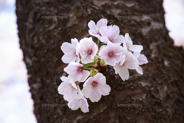 幹に咲く桜 の写真素材 イラスト素材 アマナイメージズ
