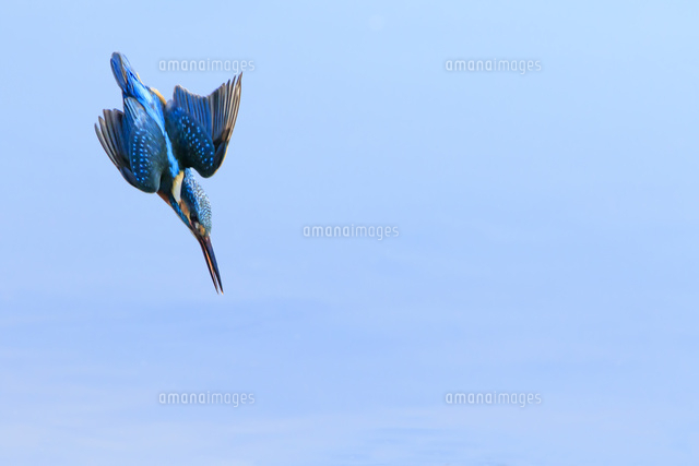 カワセミの飛び込み の写真素材 イラスト素材 アマナイメージズ