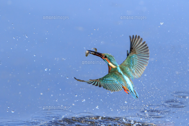 カワセミの飛び込み の写真素材 イラスト素材 アマナイメージズ