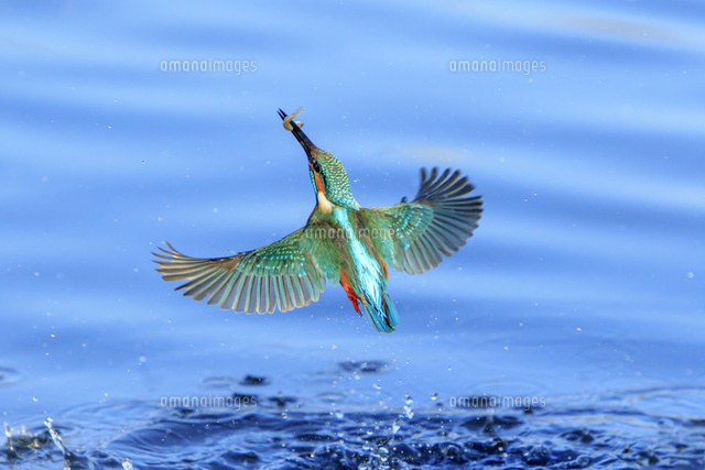 カワセミの飛び込み の写真素材 イラスト素材 アマナイメージズ