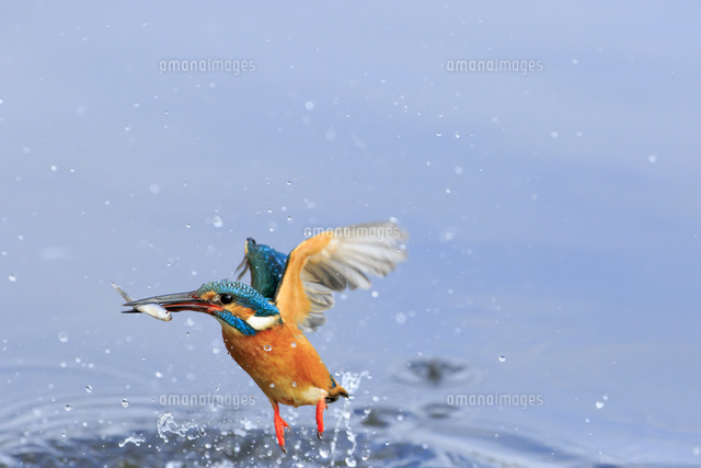 カワセミの飛び込み の写真素材 イラスト素材 アマナイメージズ