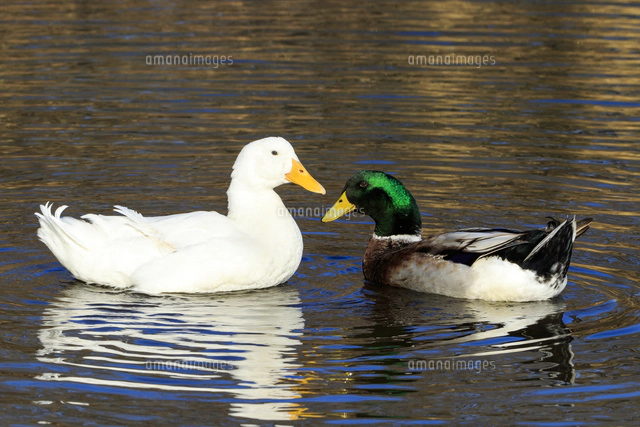 泳ぐアヒル タミヤ、黄色のクチバシと丸みのあるフォルム「歩いて泳ぐアヒル工作