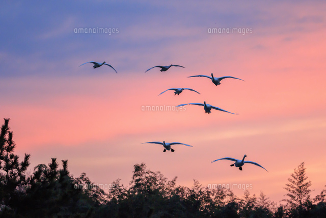 朝焼けの空を飛ぶ白鳥[10211006956]の写真・イラスト素材｜アマナ