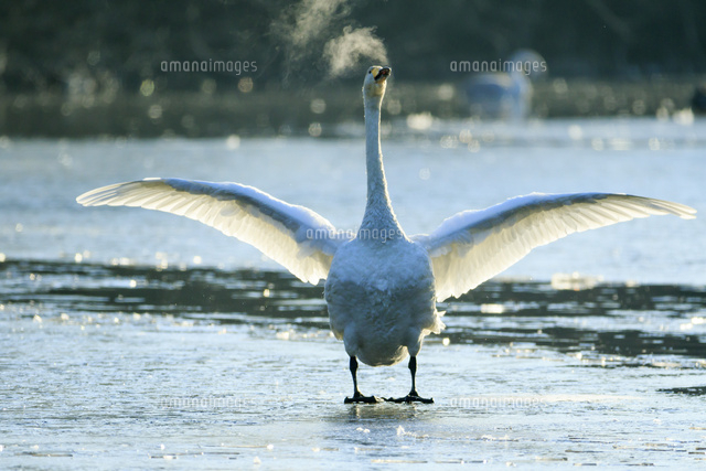 氷の上で羽ばたく白鳥[10211006975]の写真・イラスト素材｜アマナ