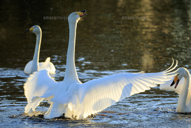 水面で羽ばたく白鳥のカップル[10211007137]の写真・イラスト素材