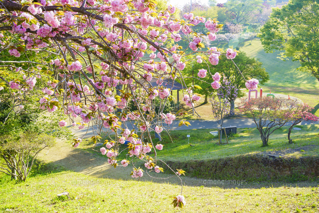 八重桜咲く静峰ふるさと公園[10211008238]の写真・イラスト素材