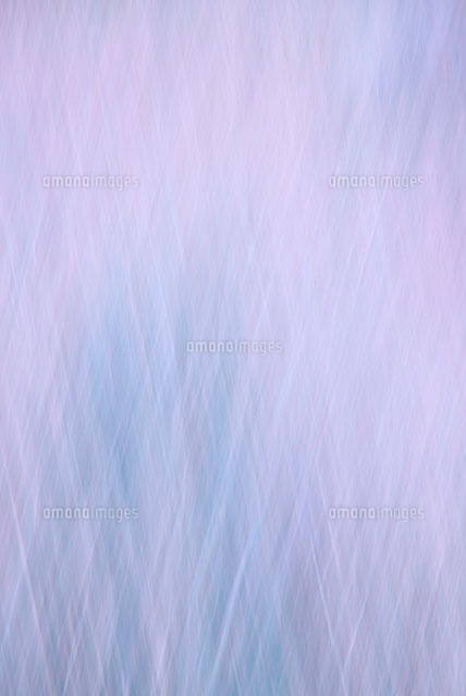 薄紫のグラデーション の写真素材 イラスト素材 アマナイメージズ