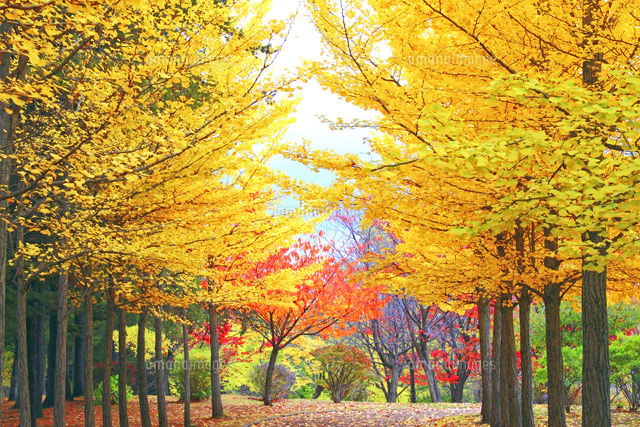 『秋の銀杏並木』 貸切はよかったけど銀杏臭はやばかった(笑