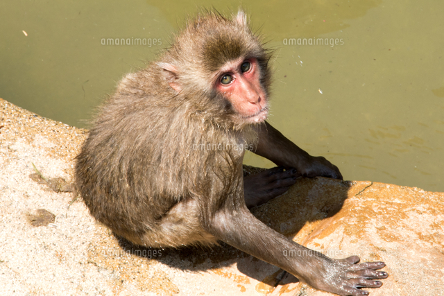 水遊びから上がってきた ニホンザルの 子供 の写真素材 イラスト素材 アマナイメージズ