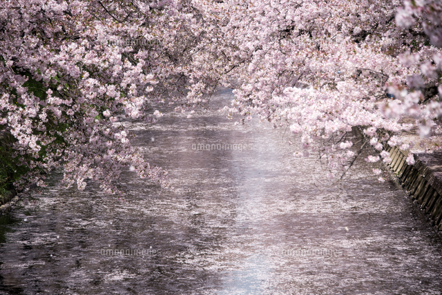 桜吹雪と 満開の桜と 花筏 の写真素材 イラスト素材 アマナイメージズ
