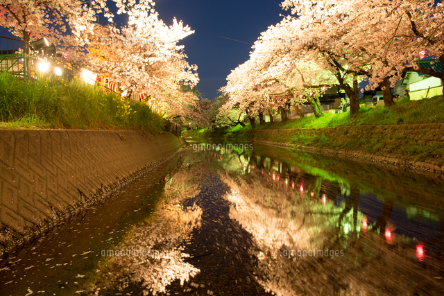 夜桜 川面に映る ライトアップ 桜[10219000952]の写真・イラスト素材