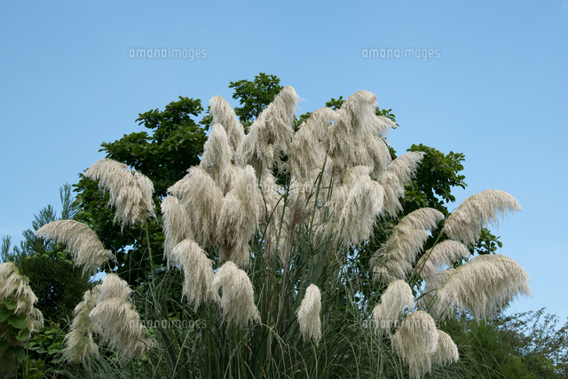 花穂を付けた お化けススキ シロガネヨシ の写真素材 イラスト素材 アマナイメージズ