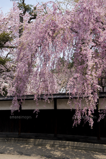 角館町黒塀としだれ桜[10222005377]の写真・イラスト素材｜アマナ