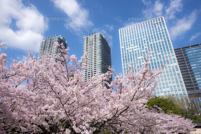 桜咲く浜離宮恩賜庭園と汐留高層ビル群 の写真素材 イラスト素材 アマナイメージズ