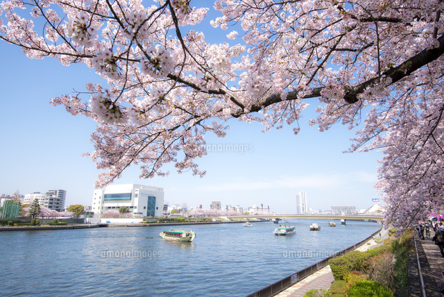 桜と隅田川ウオーターフロント の写真素材 イラスト素材 アマナイメージズ