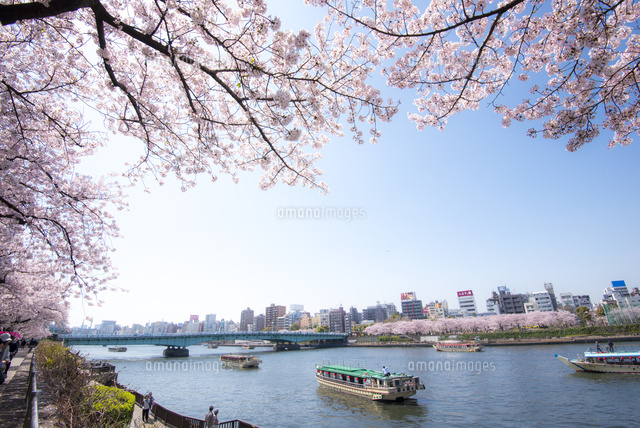 屋形船浮ぶ隅田川と桜 の写真素材 イラスト素材 アマナイメージズ