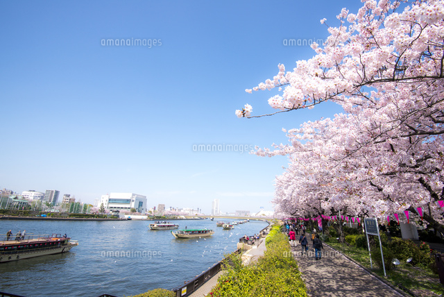 桜咲く墨田公園から隅田川御花見の屋形船 の写真素材 イラスト素材 アマナイメージズ