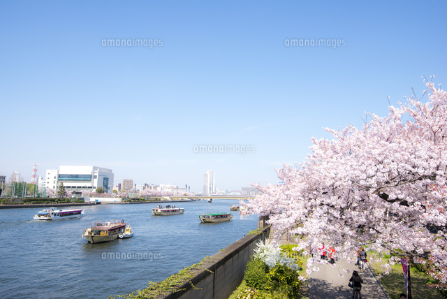 墨田公園桜並木と隅田川御花見の屋形船 の写真素材 イラスト素材 アマナイメージズ