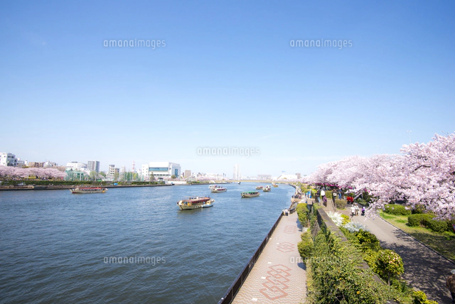 墨田公園桜並木と隅田川御花見の屋形船[10222007767]の写真・イラスト