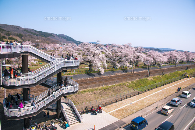 満開の白石川堤一目千本桜JR東北本線と船岡城址公園白石川提横断